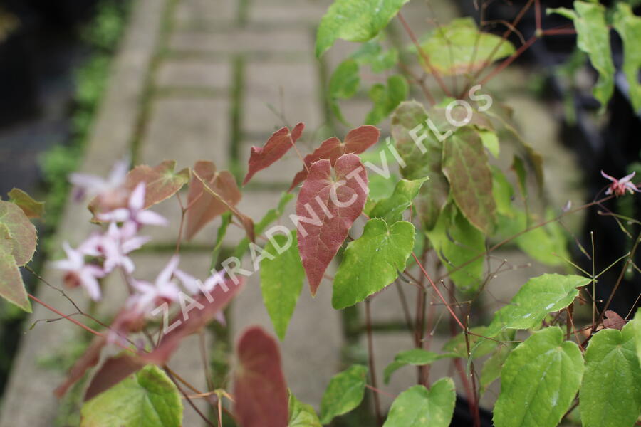 Škornice 'Asiatic Hybrid' - Epimedium 'Asiatic Hybrid'