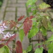 Škornice 'Asiatic Hybrid' - Epimedium 'Asiatic Hybrid'