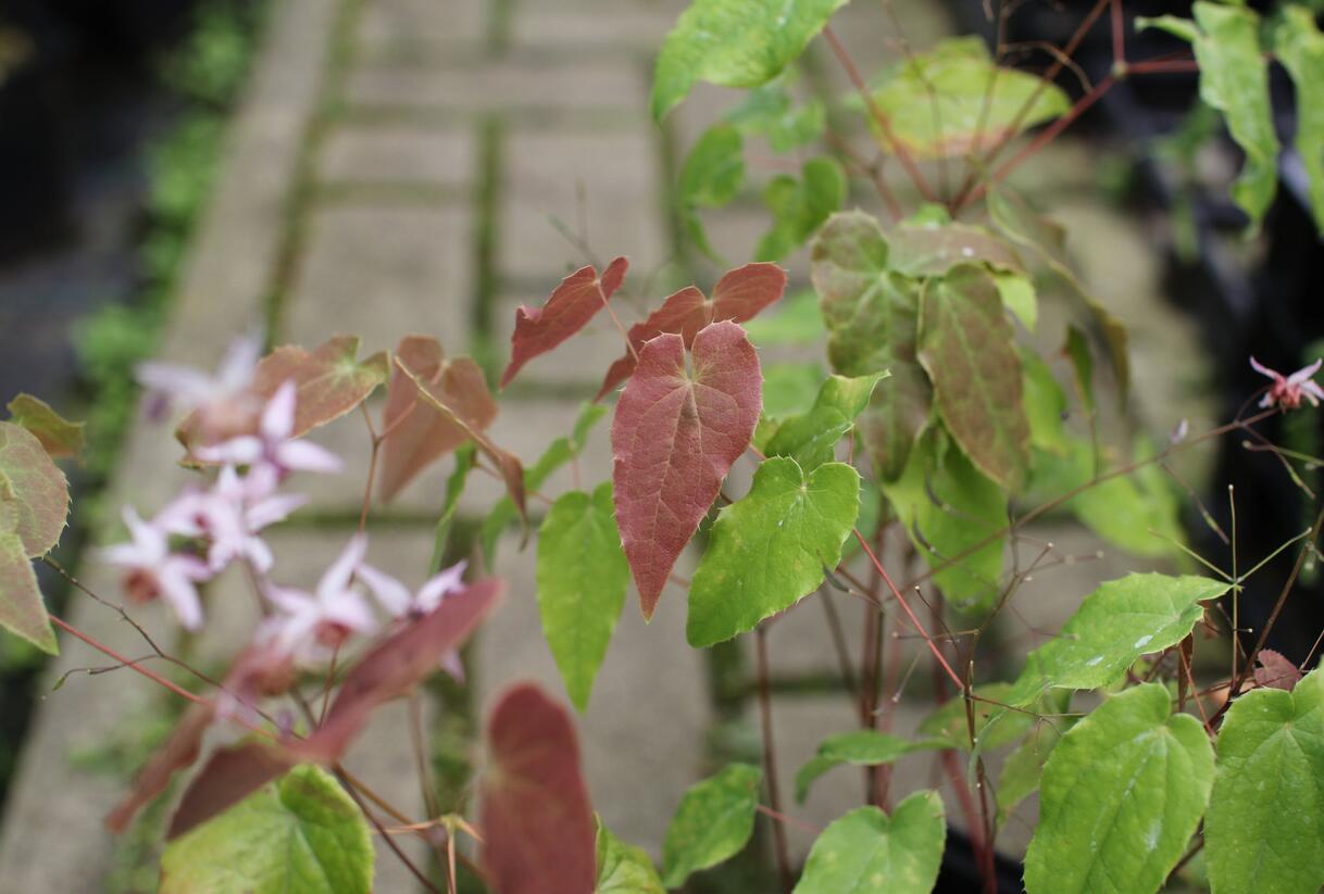 Škornice 'Asiatic Hybrid' - Epimedium 'Asiatic Hybrid'