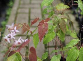 Škornice 'Asiatic Hybrid' - Epimedium 'Asiatic Hybrid'