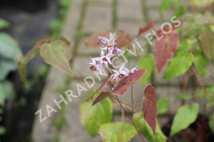 Škornice 'Asiatic Hybrid' - Epimedium 'Asiatic Hybrid'