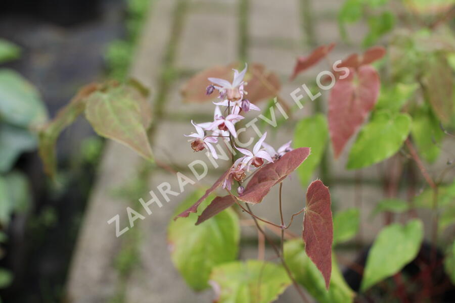 Škornice 'Asiatic Hybrid' - Epimedium 'Asiatic Hybrid'