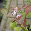 Škornice 'Asiatic Hybrid' - Epimedium 'Asiatic Hybrid'