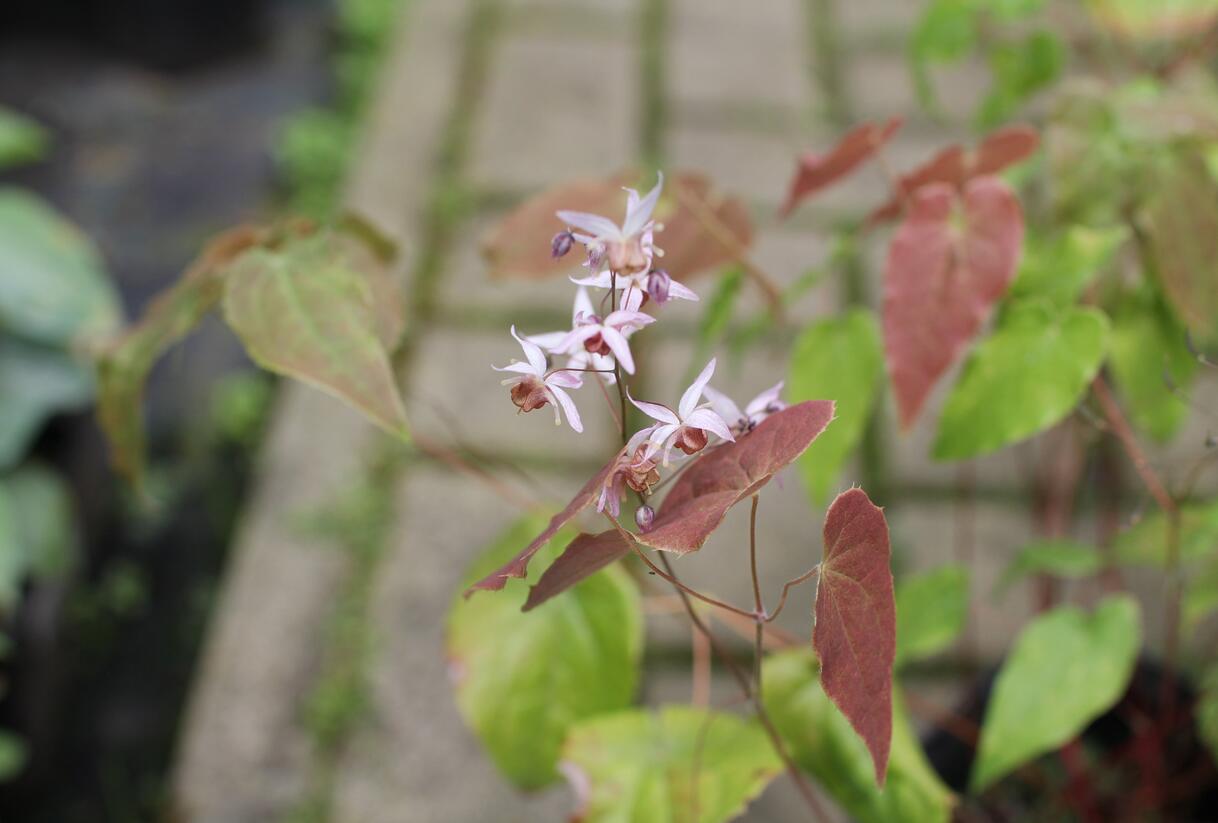 Škornice 'Asiatic Hybrid' - Epimedium 'Asiatic Hybrid'