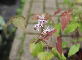 Škornice 'Asiatic Hybrid' - Epimedium 'Asiatic Hybrid'
