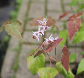 Škornice 'Asiatic Hybrid' - Epimedium 'Asiatic Hybrid'