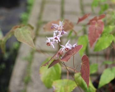 Škornice 'Asiatic Hybrid'