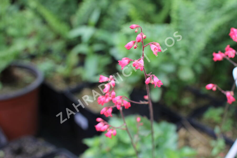 Dlužicha 'Cherry Cola' - Heuchera hybrida 'Cherry Cola'