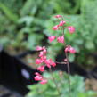 Dlužicha 'Cherry Cola' - Heuchera hybrida 'Cherry Cola'
