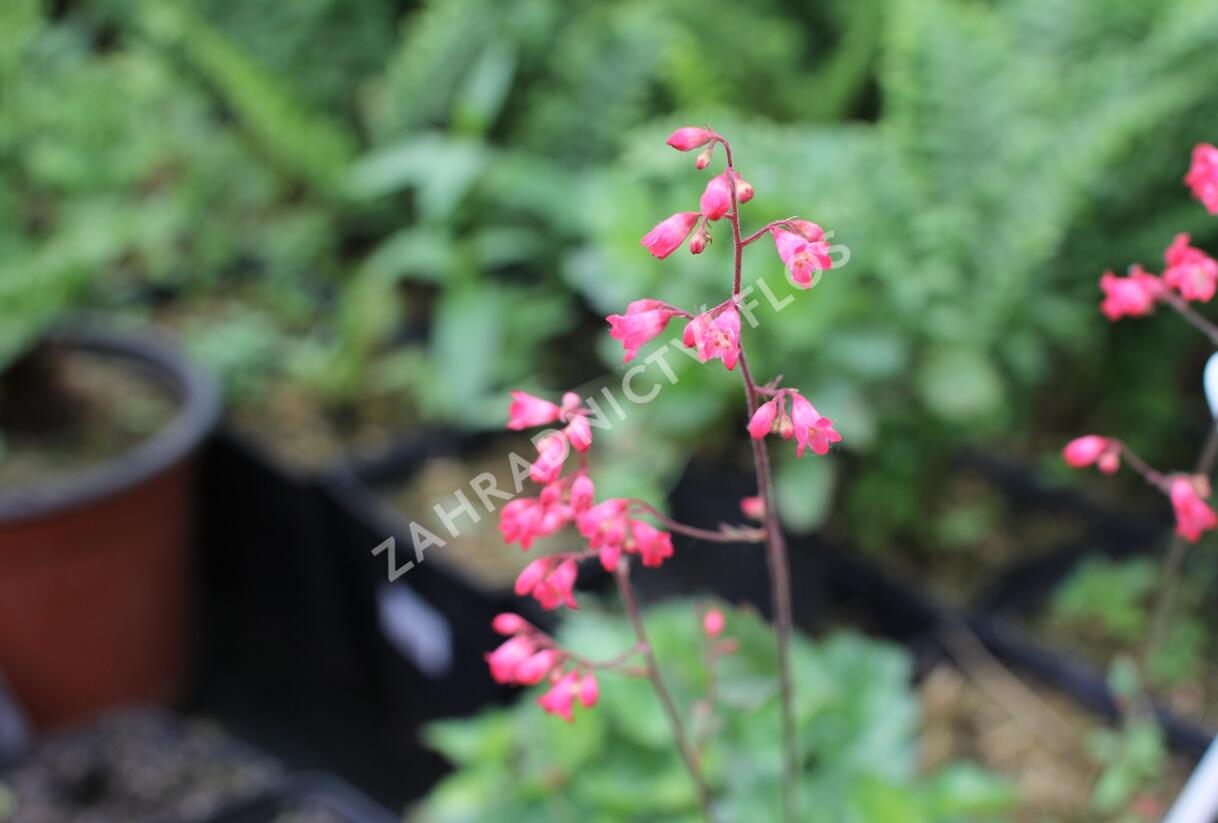 Dlužicha 'Cherry Cola' - Heuchera hybrida 'Cherry Cola'