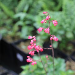 Dlužicha 'Cherry Cola' - Heuchera hybrida 'Cherry Cola'