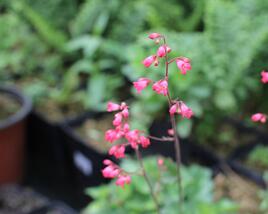 Dlužicha 'Cherry Cola'