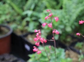 Dlužicha 'Cherry Cola' - Heuchera hybrida 'Cherry Cola'