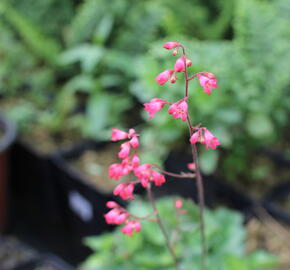 Dlužicha 'Cherry Cola' - Heuchera hybrida 'Cherry Cola'