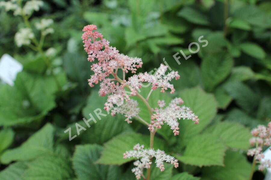 Rodgersie jírovcová - Rodgersia aesculifolia