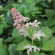 Rodgersie jírovcová - Rodgersia aesculifolia