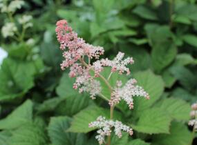 Rodgersie jírovcová - Rodgersia aesculifolia