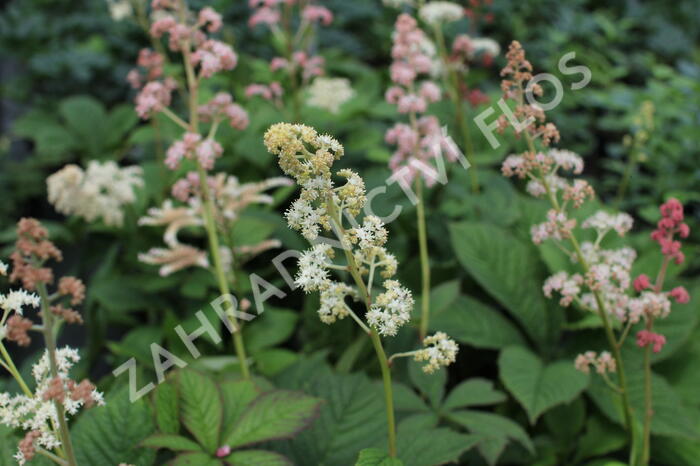 Rodgersie jírovcová - Rodgersia aesculifolia