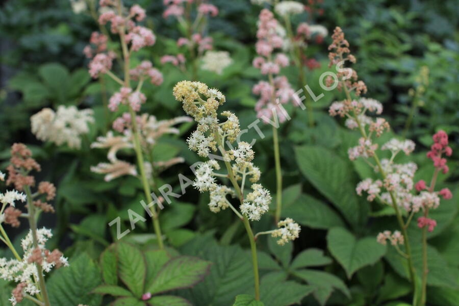 Rodgersie jírovcová - Rodgersia aesculifolia