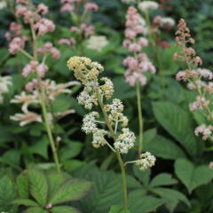 Rodgersie jírovcová - Rodgersia aesculifolia