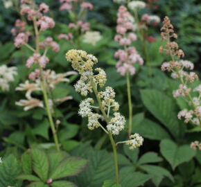 Rodgersie jírovcová - Rodgersia aesculifolia
