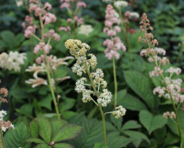 Rodgersie jírovcová