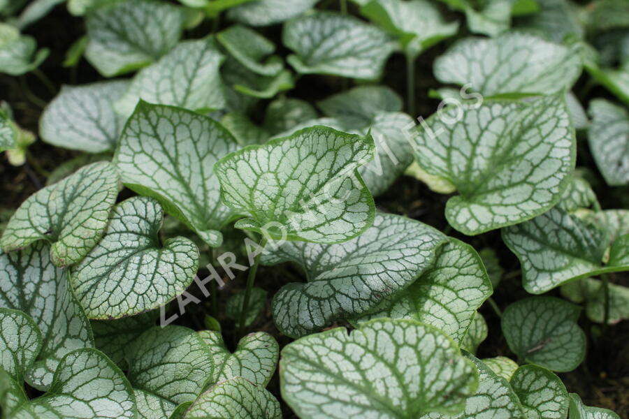 Pomněnkovec velkolistý 'Jack Frost' - Brunnera macrophylla 'Jack Frost'