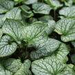 Pomněnkovec velkolistý 'Jack Frost' - Brunnera macrophylla 'Jack Frost'