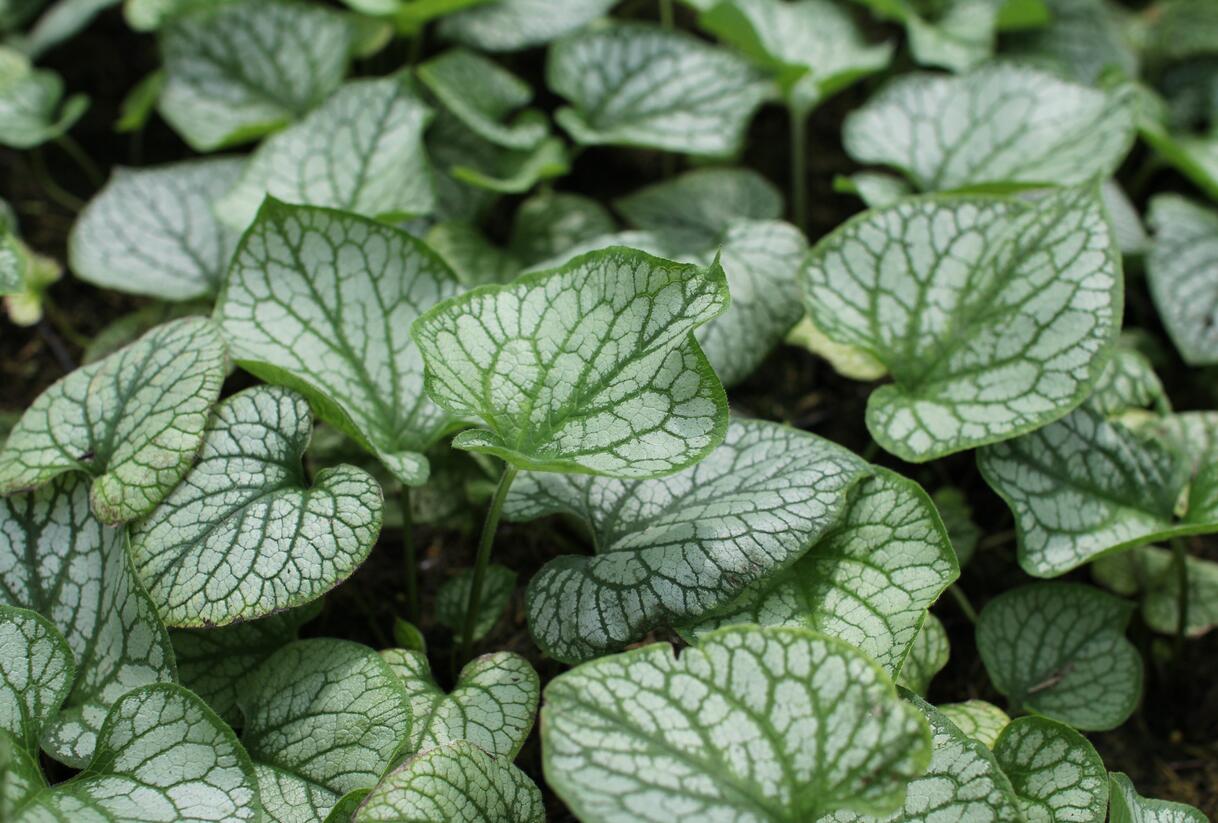 Pomněnkovec velkolistý 'Jack Frost' - Brunnera macrophylla 'Jack Frost'