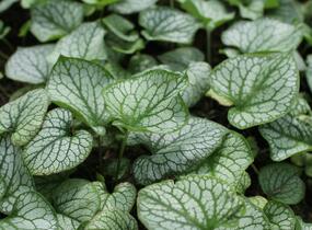Pomněnkovec velkolistý 'Jack Frost' - Brunnera macrophylla 'Jack Frost'