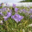 Zvonek broskvolistý 'Takion Blue' - Campanula persicifolia 'Takion Blue'