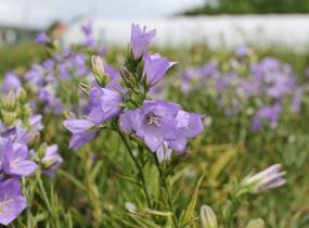 Zvonek broskvolistý 'Takion Blue' - Campanula persicifolia 'Takion Blue'