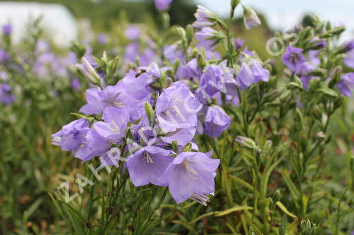 Zvonek broskvolistý 'Takion Blue' - Campanula persicifolia 'Takion Blue'