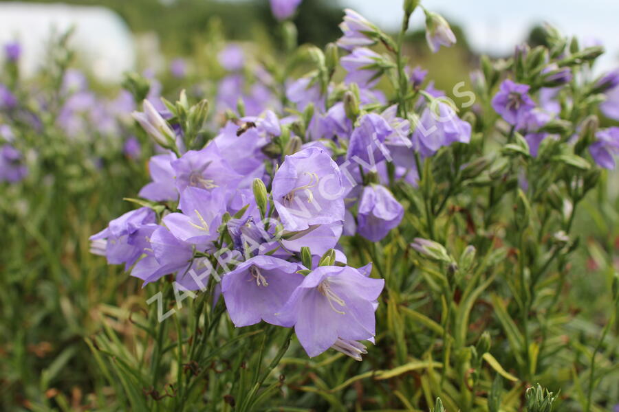Zvonek broskvolistý 'Takion Blue' - Campanula persicifolia 'Takion Blue'