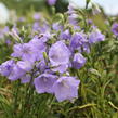 Zvonek broskvolistý 'Takion Blue' - Campanula persicifolia 'Takion Blue'