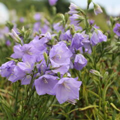 Zvonek broskvolistý 'Takion Blue' - Campanula persicifolia 'Takion Blue'
