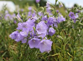 Zvonek broskvolistý 'Takion Blue' - Campanula persicifolia 'Takion Blue'