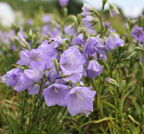 Zvonek broskvolistý 'Takion Blue' - Campanula persicifolia 'Takion Blue'