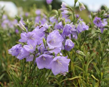 Zvonek broskvolistý 'Takion Blue'