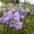 Campanula persicifolia 'Takion Blue'.JPG