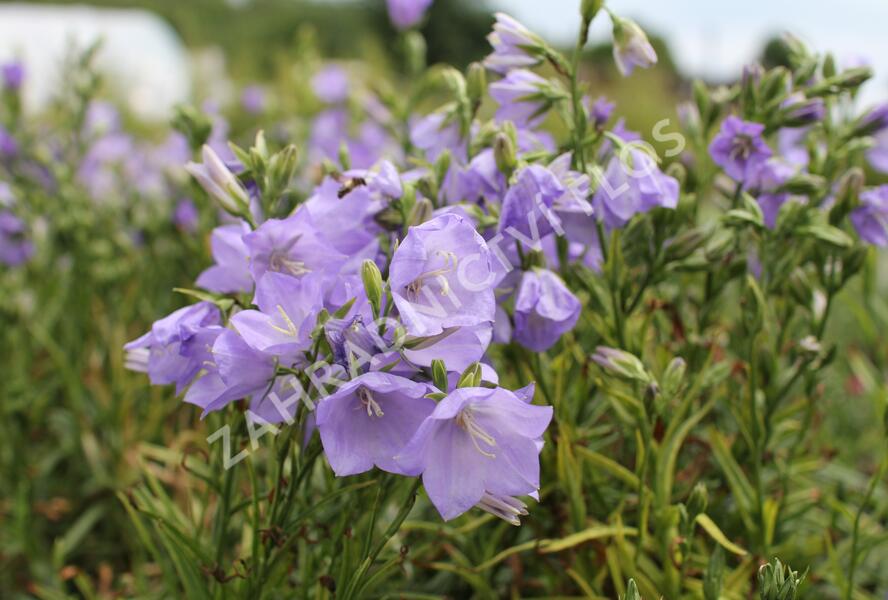 Zvonek broskvolistý 'Takion Blue' - Campanula persicifolia 'Takion Blue'