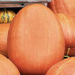 Tykev velkoplodá 'Goliáš' - Cucurbita maxima 'Goliáš'