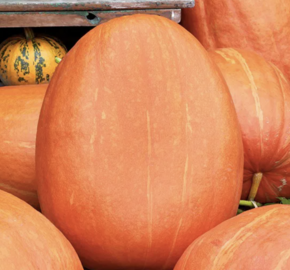 Tykev velkoplodá 'Goliáš' - Cucurbita maxima 'Goliáš'