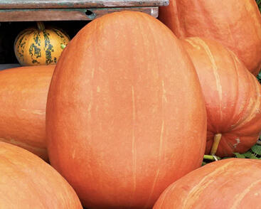 Tykev velkoplodá 'Goliáš'