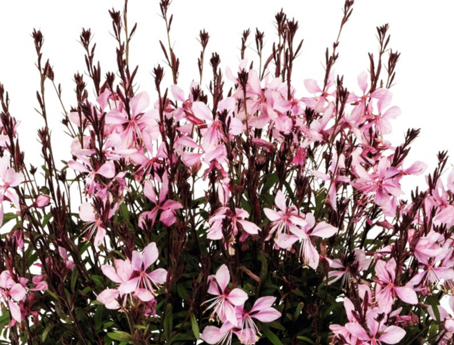 Svíčkovec 'Monarch Pink' - Gaura lindheimeri 'Monarch Pink'