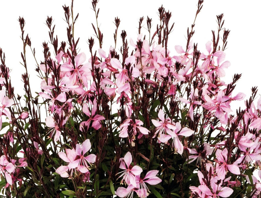 Svíčkovec 'Monarch Pink' - Gaura lindheimeri 'Monarch Pink'