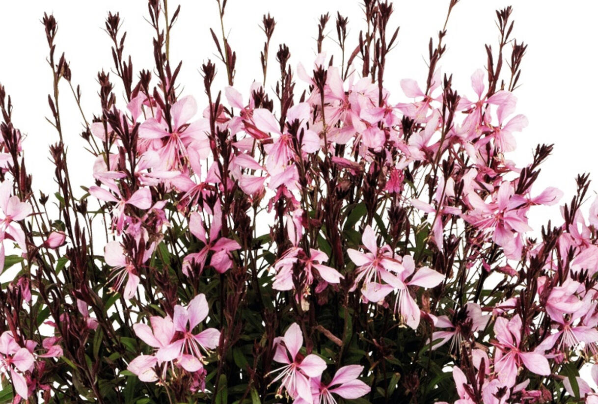 Svíčkovec 'Monarch Pink' - Gaura lindheimeri 'Monarch Pink'