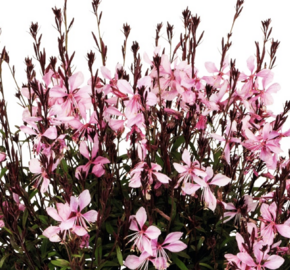 Svíčkovec 'Monarch Pink' - Gaura lindheimeri 'Monarch Pink'