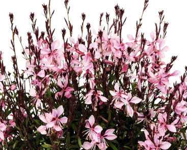 Svíčkovec 'Monarch Pink'