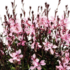 Gaura lindheimeri 'Monarch Pink'.png